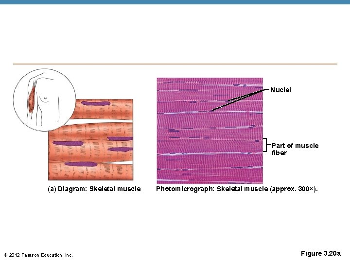 Nuclei Part of muscle fiber (a) Diagram: Skeletal muscle © 2012 Pearson Education, Inc.