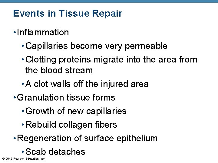 Events in Tissue Repair • Inflammation • Capillaries become very permeable • Clotting proteins