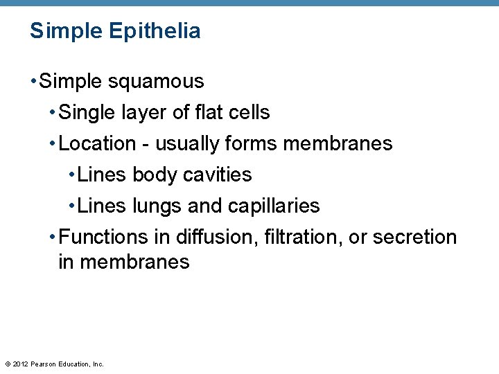 Simple Epithelia • Simple squamous • Single layer of flat cells • Location -