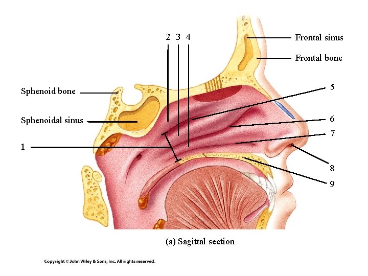 2 3 4 Frontal sinus Frontal bone Sphenoid bone 5 Sphenoidal sinus 6 7