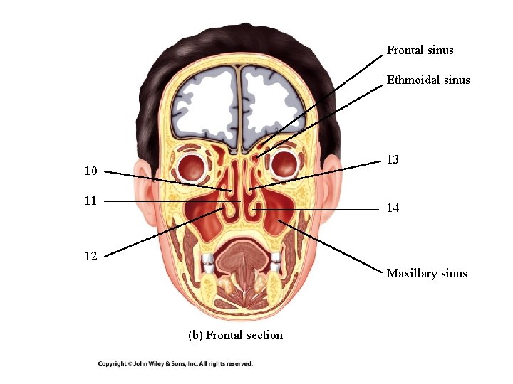 Frontal sinus Ethmoidal sinus 13 10 11 14 12 Maxillary sinus (b) Frontal section