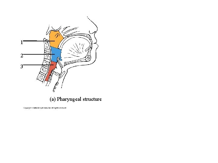 1 2 3 (a) Pharyngeal structure 