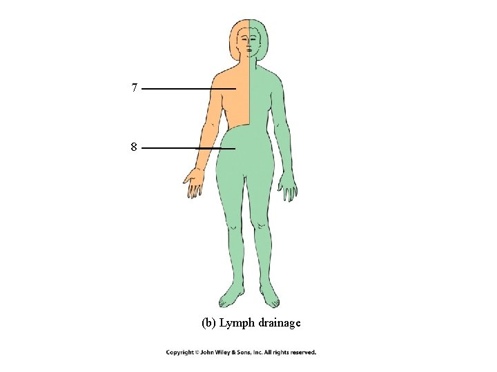 7 8 (b) Lymph drainage 