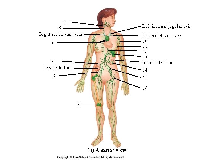 4 Left internal jugular vein 5 Right subclavian vein Left subclavian vein 10 11