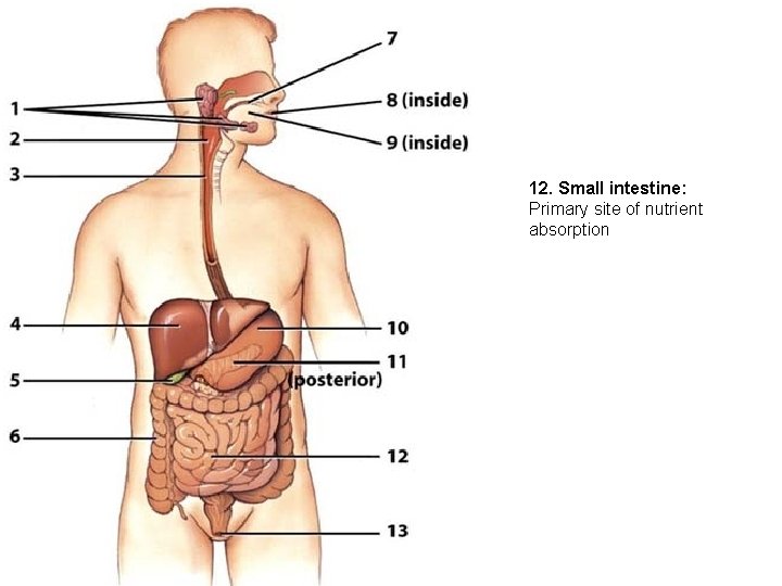 12. Small intestine: Primary site of nutrient absorption 