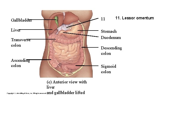 11. Lessor omentum Gallbladder 11 Liver Stomach Duodenum Transverse colon Descending colon Ascending colon