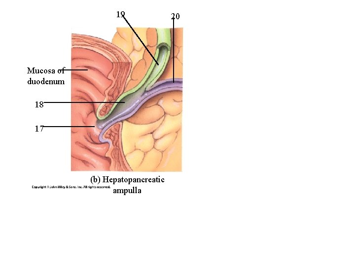 19 Mucosa of duodenum 18 17 (b) Hepatopancreatic ampulla 20 