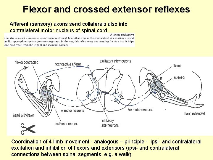 Flexor and crossed extensor reflexes Afferent (sensory) axons send collaterals also into contralateral motor