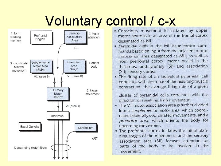 Voluntary control / c-x 