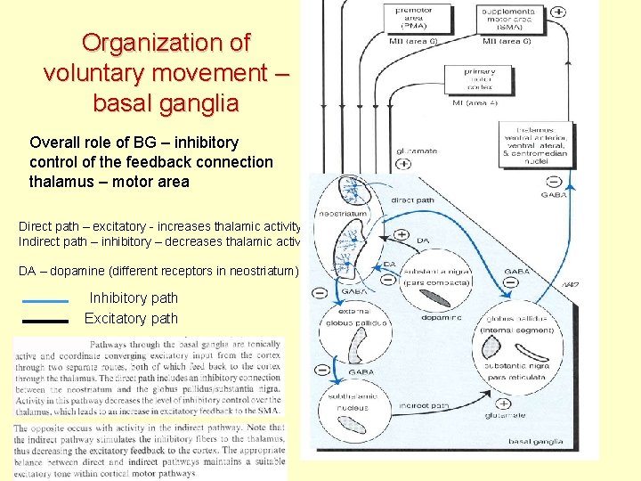Organization of voluntary movement – basal ganglia Overall role of BG – inhibitory control