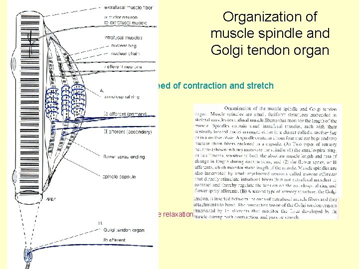Organization of muscle spindle and Golgi tendon organ speed of contraction and stretch tension
