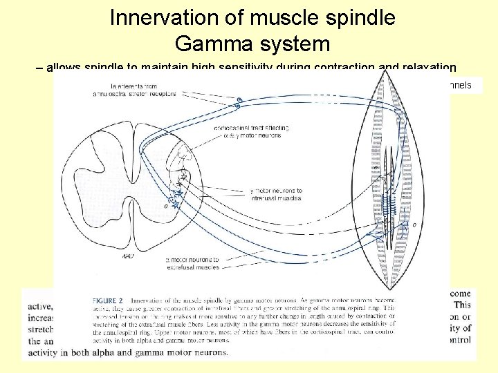 Innervation of muscle spindle Gamma system – allows spindle to maintain high sensitivity during