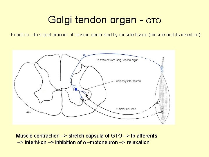 Golgi tendon organ - GTO Function – to signal amount of tension generated by