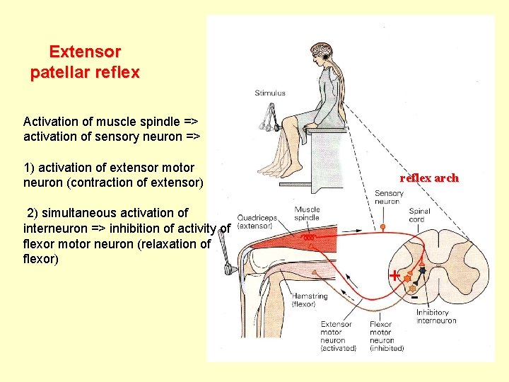 Extensor patellar reflex Activation of muscle spindle => activation of sensory neuron => 1)