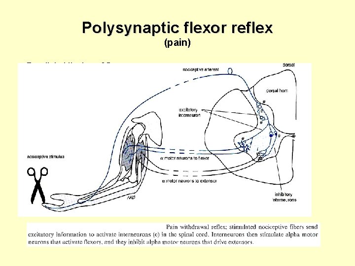 Polysynaptic flexor reflex (pain) Parallel aktivaion of flexor and inhibition of extensor + +