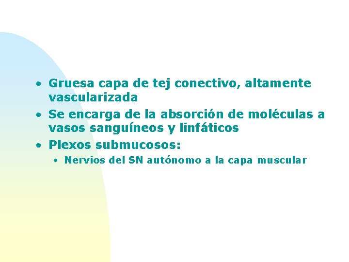  • Gruesa capa de tej conectivo, altamente vascularizada • Se encarga de la