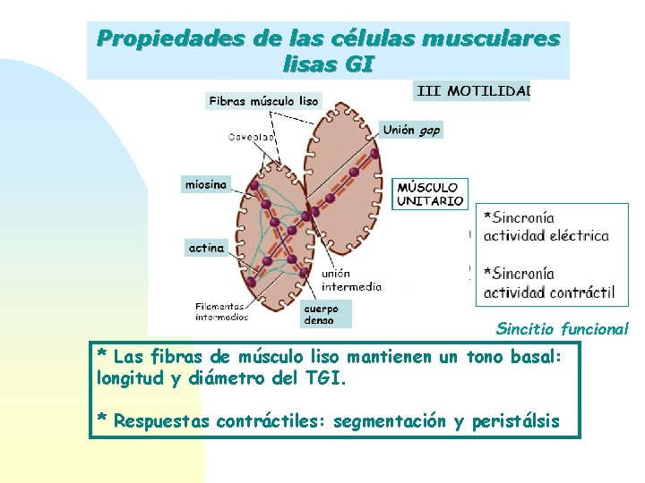 Propiedades de las células musculares lisas GI Sincitio funcional * Las fibras de músculo