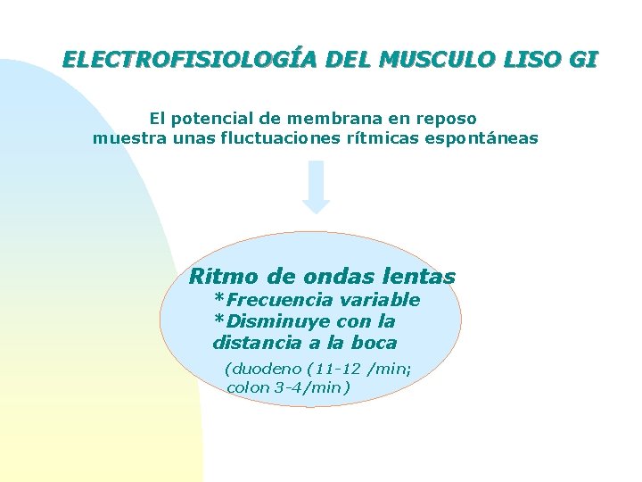 ELECTROFISIOLOGÍA DEL MUSCULO LISO GI El potencial de membrana en reposo muestra unas fluctuaciones