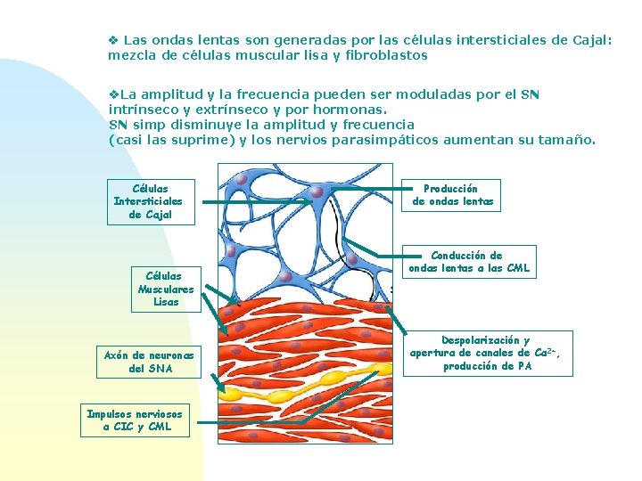 v Las ondas lentas son generadas por las células intersticiales de Cajal: mezcla de