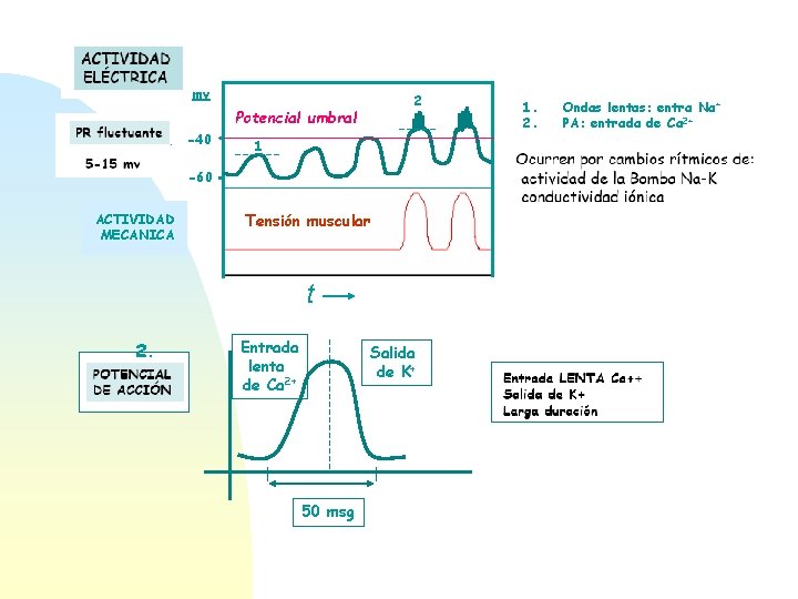 mv 2 Potencial umbral -40 1 -60 ACTIVIDAD MECANICA Tensión muscular t 2. Entrada