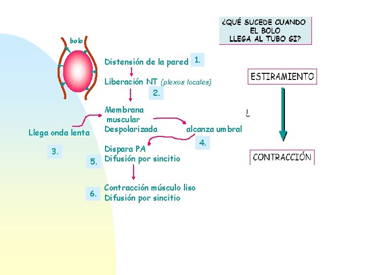 bolo Distensión de la pared 1. Liberación NT (plexos locales) 2. Llega onda lenta