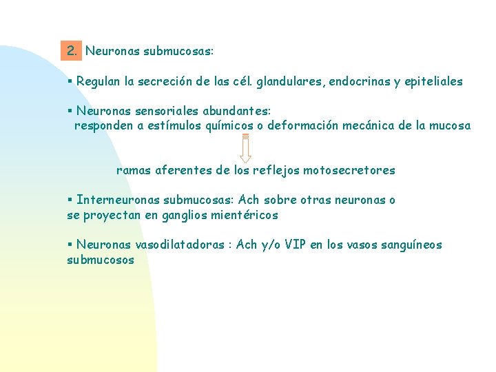 2. Neuronas submucosas: § Regulan la secreción de las cél. glandulares, endocrinas y epiteliales