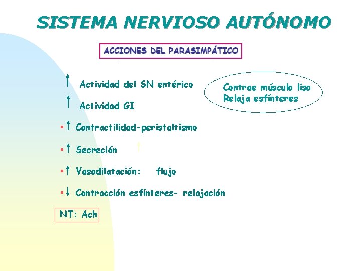 SISTEMA NERVIOSO AUTÓNOMO Actividad del SN entérico Actividad GI Contrae músculo liso Relaja esfínteres