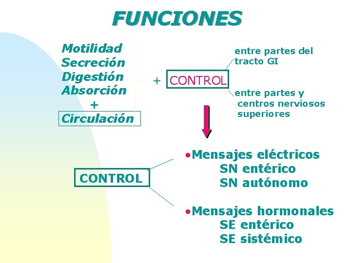 FUNCIONES Motilidad Secreción Digestión Absorción + Circulación CONTROL entre partes del tracto GI +