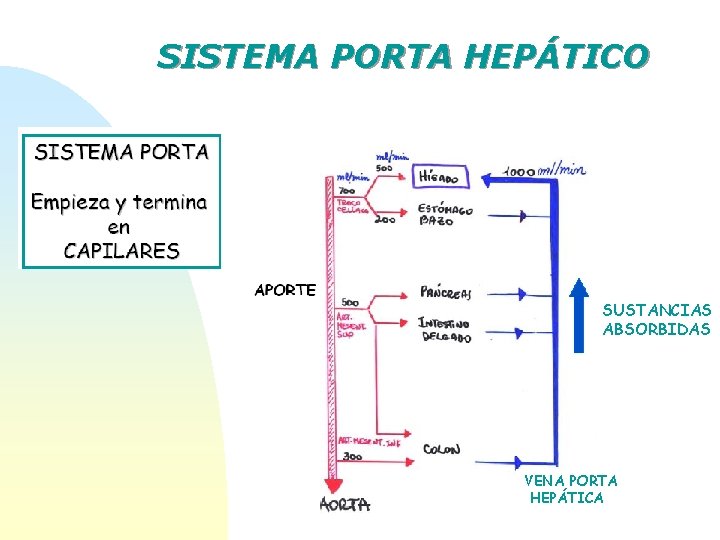 SISTEMA PORTA HEPÁTICO SUSTANCIAS ABSORBIDAS VENA PORTA HEPÁTICA 