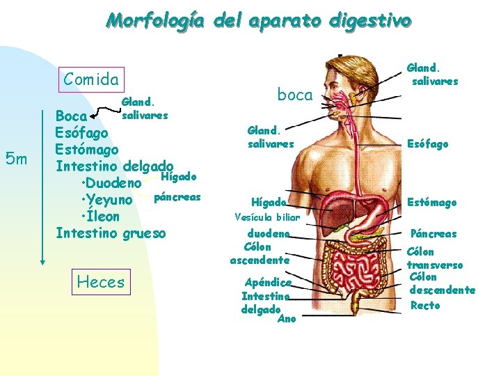 Morfología del aparato digestivo Comida Gland. salivares 5 m Boca Esófago Estómago Intestino delgado