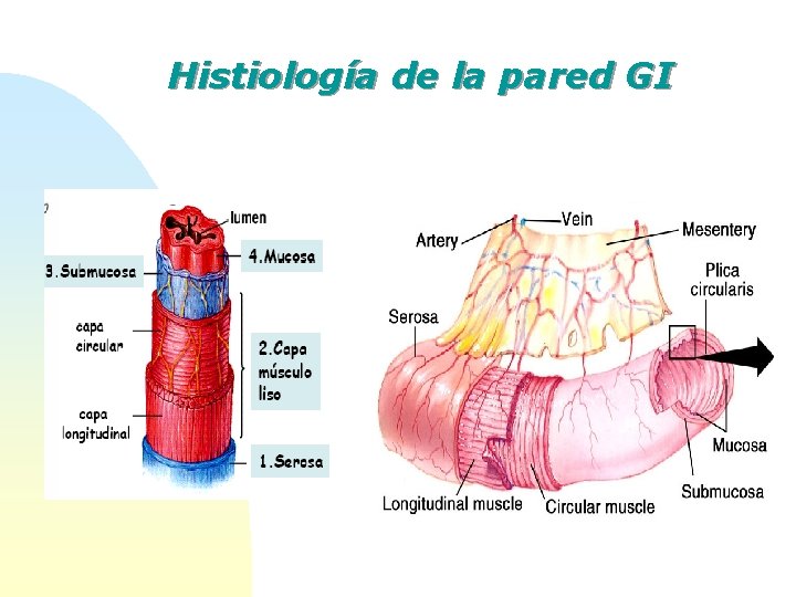 Histiología de la pared GI 