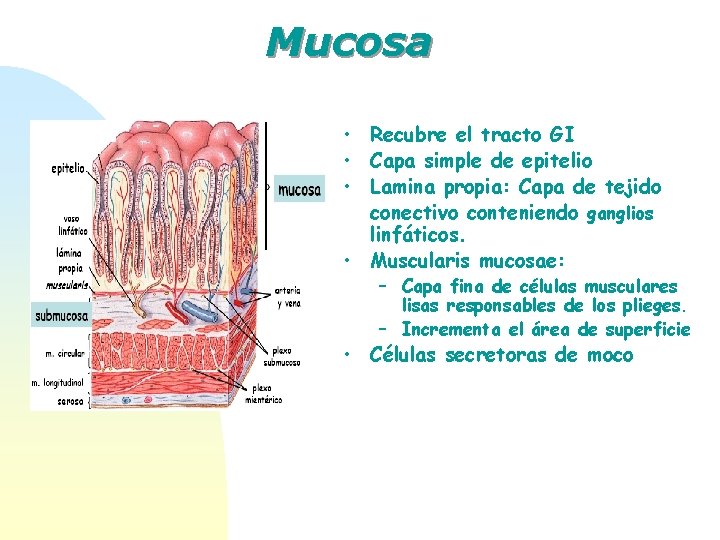 Mucosa • Recubre el tracto GI • Capa simple de epitelio • Lamina propia: