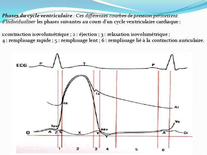 Phases du cycle ventriculaire : Ces différentes courbes de pression permettent d’individualiser les phases