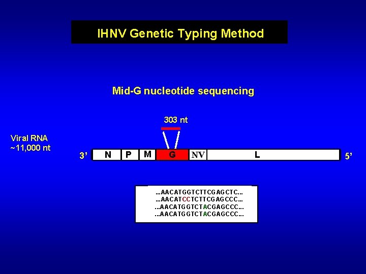 IHNV Genetic Typing Method Mid-G nucleotide sequencing 303 nt Viral RNA ~11, 000 nt