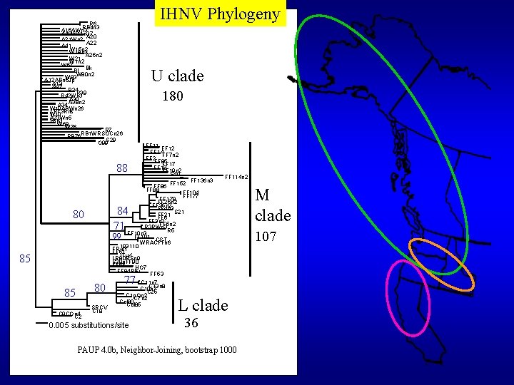 IHNV Phylogeny R 6 RBdn 3 A 16 AWn 3 A 40 W 11