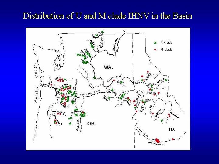 Distribution of U and M clade IHNV in the Basin 