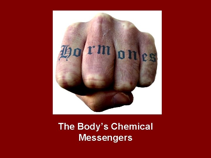 The Body’s Chemical Messengers 