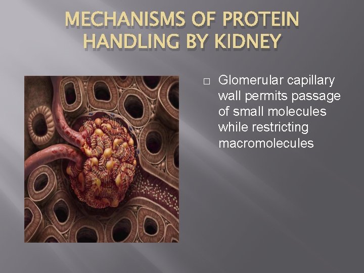 MECHANISMS OF PROTEIN HANDLING BY KIDNEY � Glomerular capillary wall permits passage of small