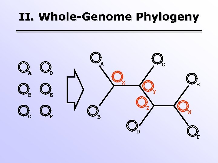 II. Whole-Genome Phylogeny A A C D X B E Y E Z C