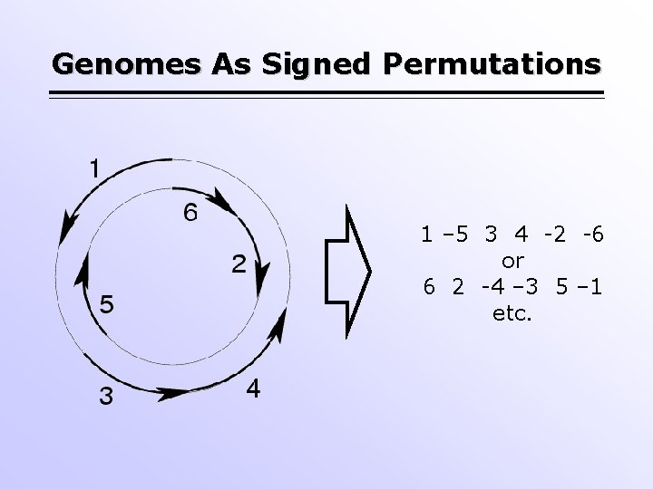 Genomes As Signed Permutations 1 – 5 3 4 -2 -6 or 6 2