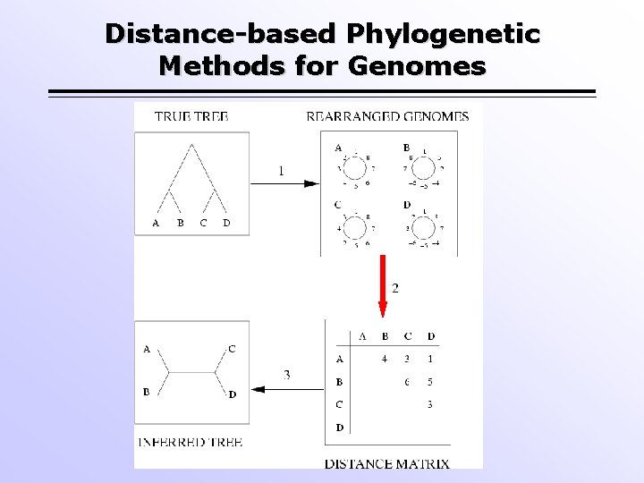 Distance-based Phylogenetic Methods for Genomes 