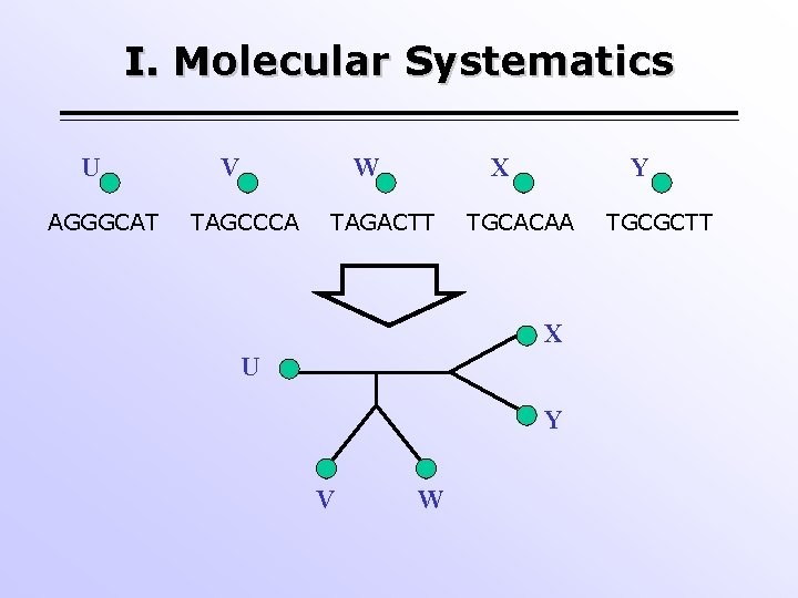 I. Molecular Systematics U AGGGCAT V W TAGCCCA X TAGACTT Y TGCACAA X U