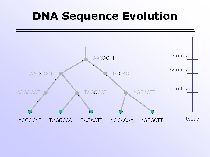 DNA Sequence Evolution -3 mil yrs AAGACTT AAGGCCT AGGGCAT TAGCCCA -2 mil yrs TGGACTT