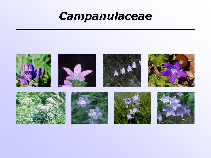 Campanulaceae 