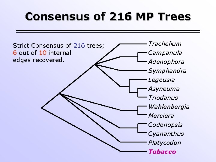 Consensus of 216 MP Trees Strict Consensus of 216 trees; 6 out of 10