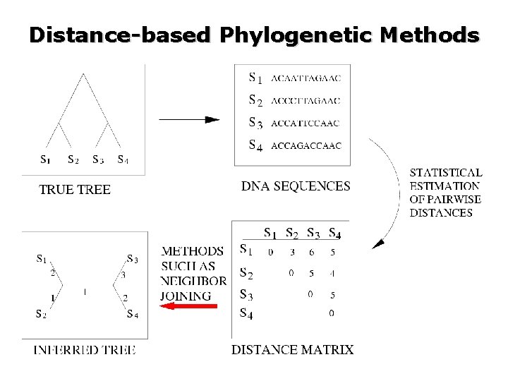 Distance-based Phylogenetic Methods 