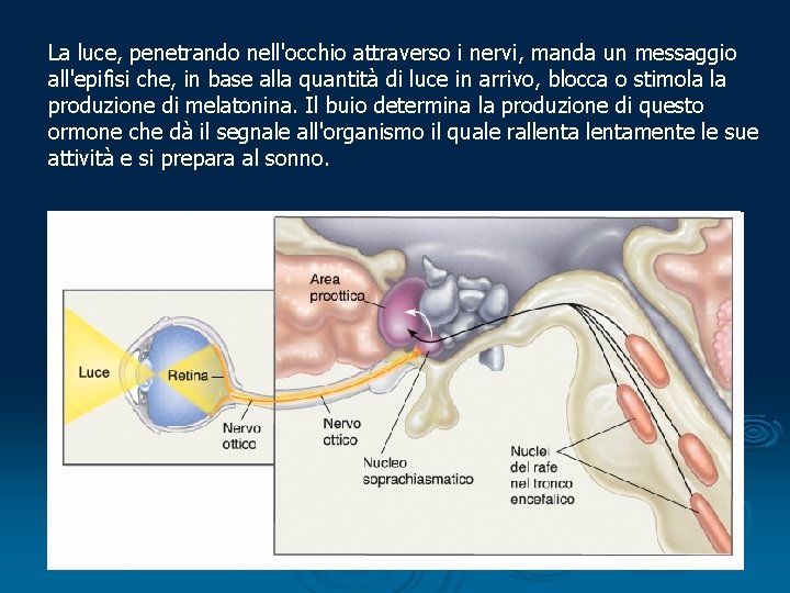 La luce, penetrando nell'occhio attraverso i nervi, manda un messaggio all'epifisi che, in base