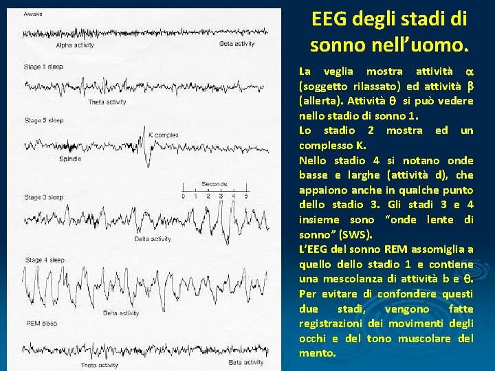 EEG degli stadi di sonno nell’uomo. La veglia mostra attività a (soggetto rilassato) ed