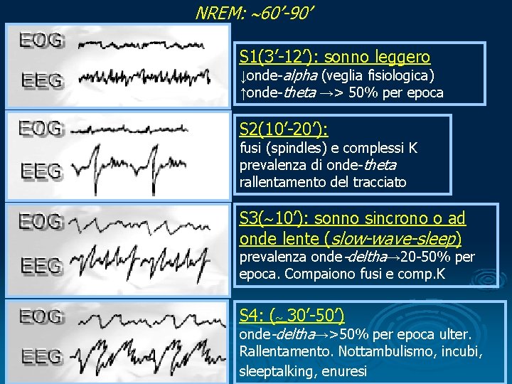 NREM: 60’-90’ S 1(3’-12’): sonno leggero ↓onde-alpha (veglia fisiologica) ↑onde-theta →> 50% per epoca