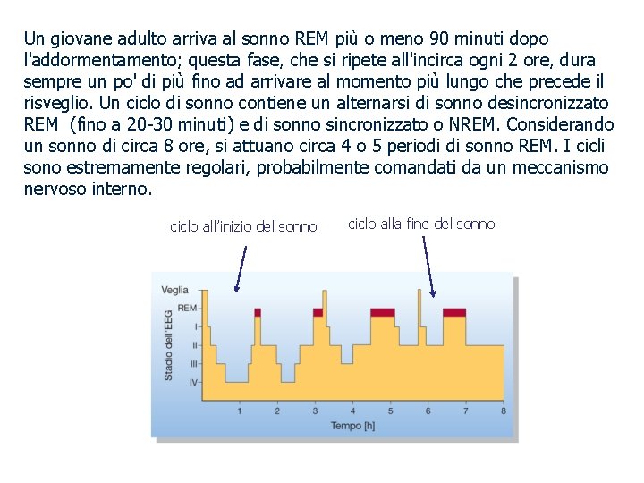 Un giovane adulto arriva al sonno REM più o meno 90 minuti dopo l'addormentamento;